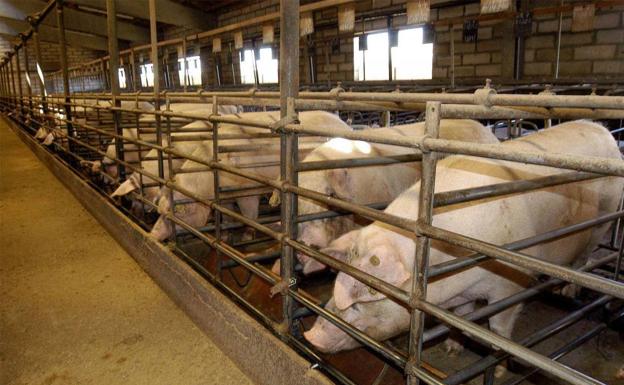 Pig farm in a stock image.