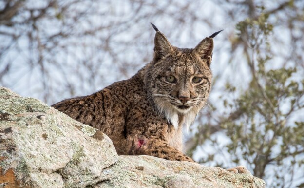 An Iberian lynx rests on a rock. 