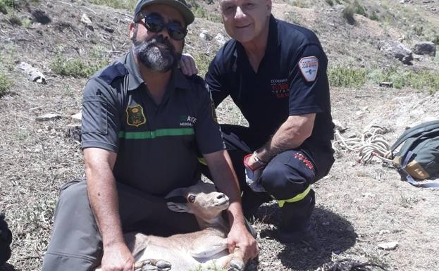 Two agents with the Barbary sheep that they managed to rescue in Alhama de Murcia.