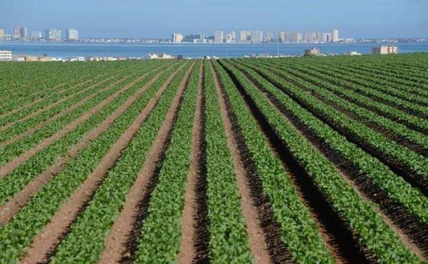 Crops in the strip near the Mar Menor, with La Manga in the background, in a file image. 