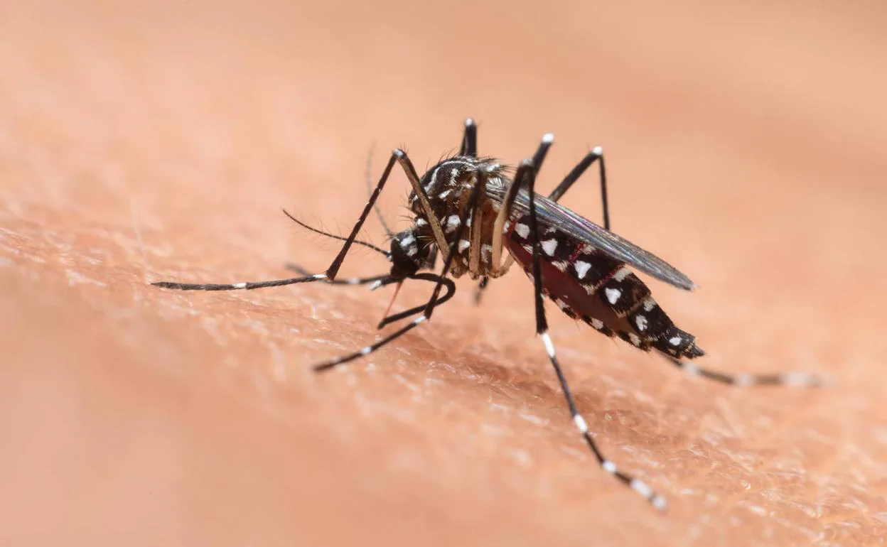 Exitoso Helecho solamente Los mejores remedios ecológicos para espantar a los mosquitos este verano |  La Verdad
