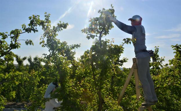 Workers carry out fruit thinning tasks on a farm in the Region in a file image. 
