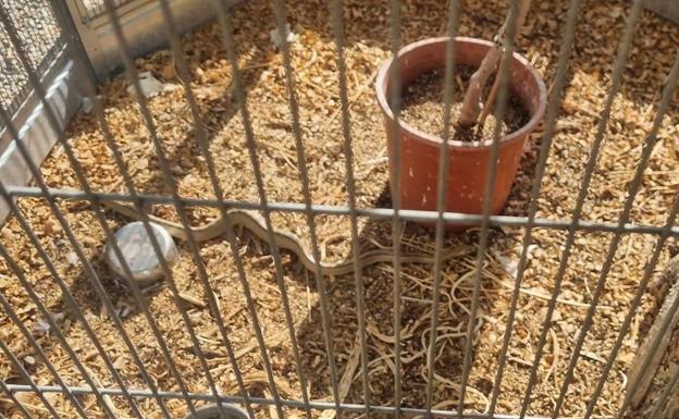 The snake found inside an aviary in Totana.