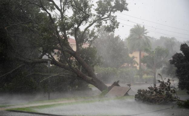 Image of a tree uprooted by the hurricane in Florida.