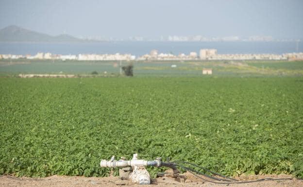 Irrigated fields next to the Mar Menor in a file image. 