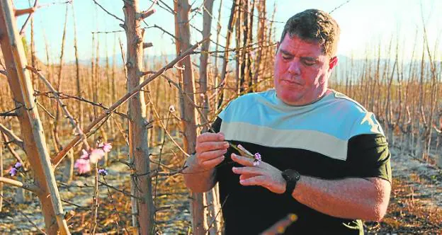 Miguel Piñera checked yesterday the flowering on a farm in Cieza. 