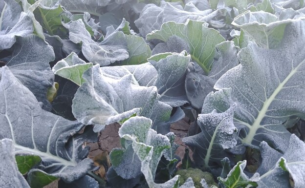 Broccoli crops damaged by frost in a farm in Guadalentín. 