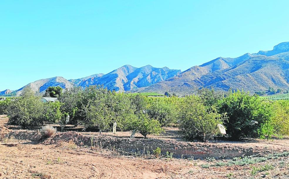 General view of the argan study plot on the Cebas-CSIC farm, in La Matanza, Santomera. 